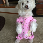 Words can't describe what Scruffy meant to us. She was a super sweet, loving dog with an amazing personality. She gave us tremendous joy every day. The start of her life in a puppy mill in Missouri was horrific but she was rescued by National Mill Dog Rescue and we adopted her in 2008. We had many WONDERFUL years with her and she had the life every dog deserves filled with love, tummy rubs, toys, good food (sometimes ice cream) and treats. She traveled many places with us and always loved going for a ride. In her last months, she was diagnosed with Congestive Heart Failure and as it got worse, we had to make the dreaded decision to end her suffering. We want to sincerely thank Peaceful Partings staff for their compassion and excellent care on an extremely difficult day.