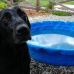 We are so grateful for our 13 years with you, Dude. We miss you terribly, but we know that you are now returned to your younger, mischievous self. Thank you for all your loyalty, the laughs, the memories and loving Mac as much as we do. We know that you and Missy kitty are reunited, and have no doubts that she is pushing things off of the kitchen counter for you to eat...just like old times. We love you old boy. The Patten Family